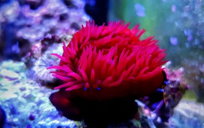 11 weird animals you can admire in Sardinia