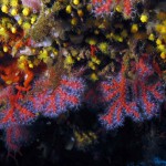 Un dettaglio del famosissimo e pregiatissimo corallo rosso