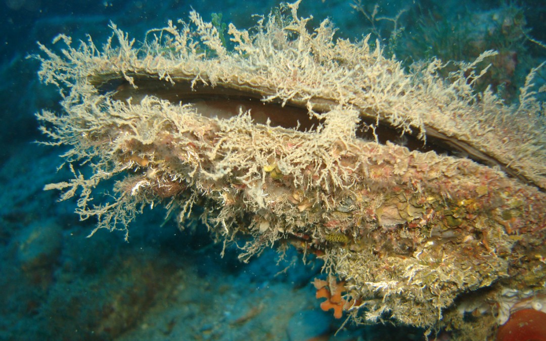 roccia difficile cazzo immagini