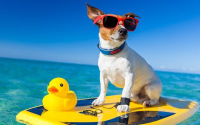 Villaggi pet friendly: vacanze al mare con il cane in Sardegna, Calabria e Abruzzo