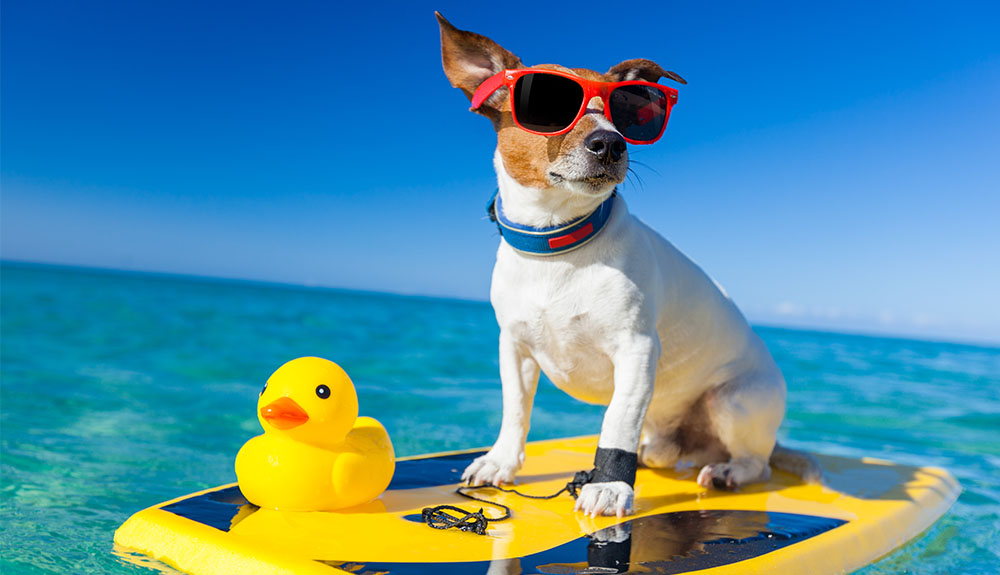 Villaggi pet friendly: vacanze al mare con il cane in Sardegna, Calabria e Abruzzo