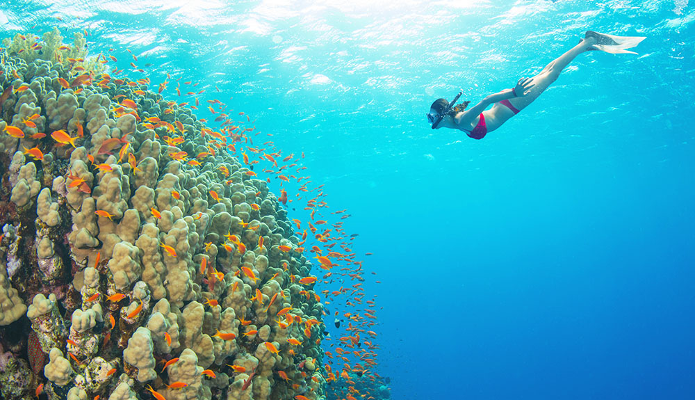 Risultati immagini per SNORKELLING ?