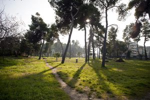 Riserva naturale Pineta di Santa Filomena