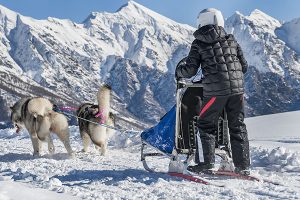 Sleddog in Pila