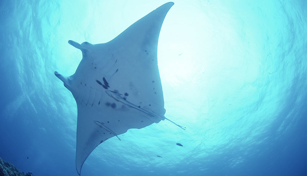 Holidays in Sardinia: the best way to see manta rays, whales and dolphins | Video