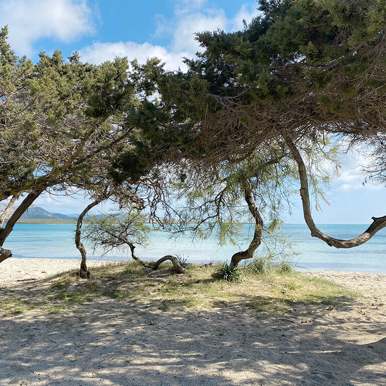 Mare cristallino che si intravede dai ginepri sulla spiaggia