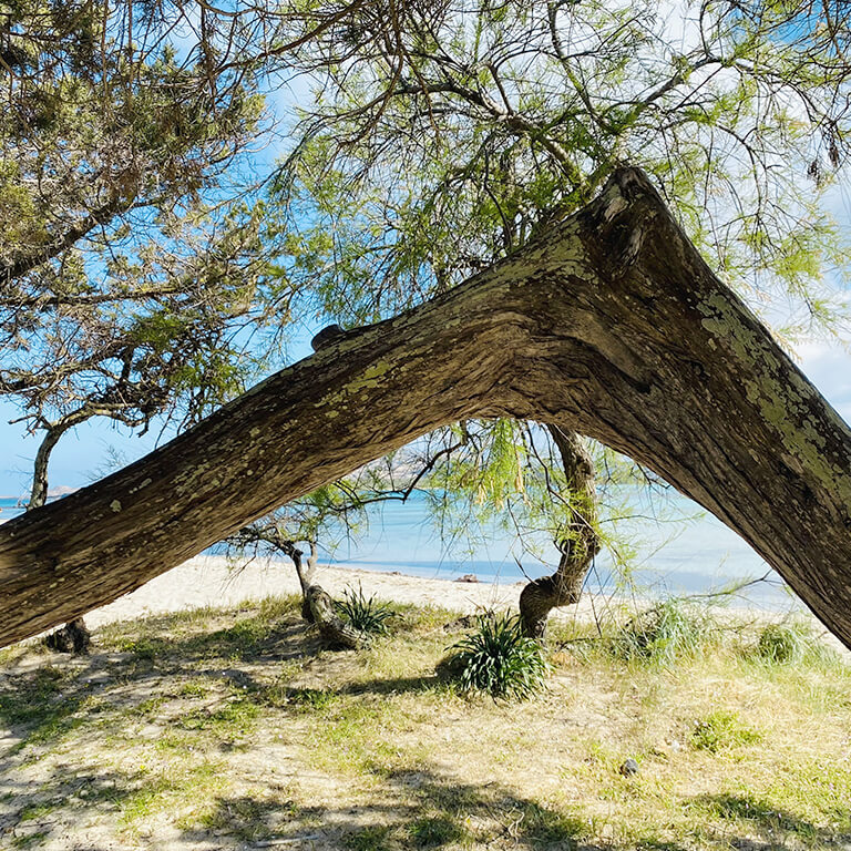 beach-la-pelosa-junipers-bent-by-the-wind Junipers on the sea in Stintino Sardinia