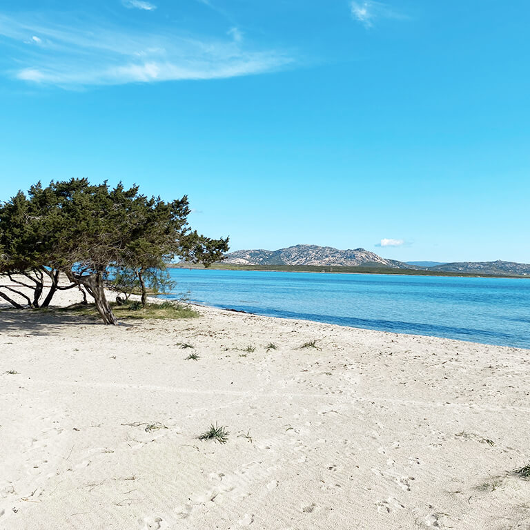 beach-la-pelosa-junipers La Pelosa beach from Gabbiano